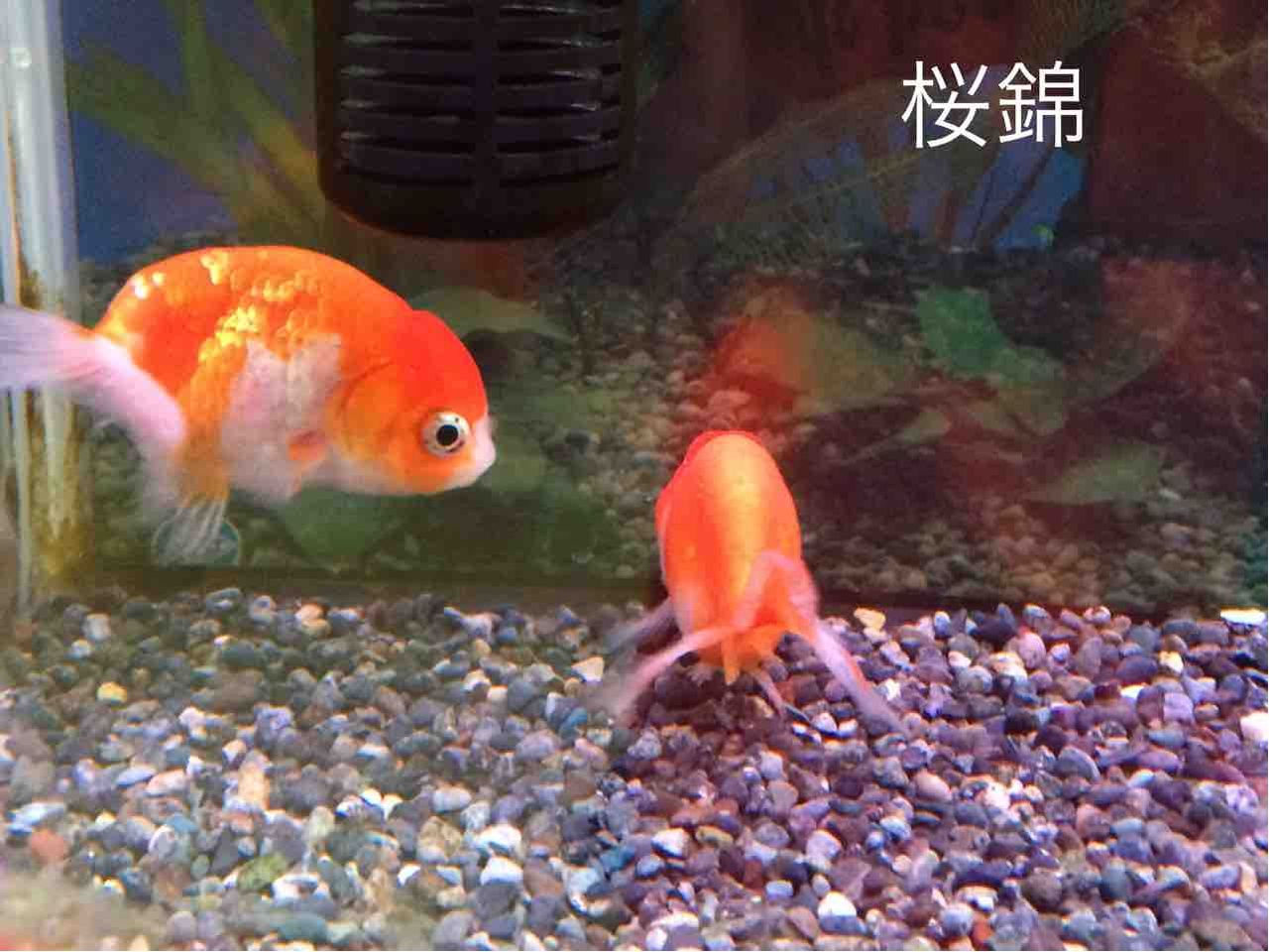 弥富の金魚 弥富市 金魚のまちの歴史資料館で金魚を楽しむ 年を刻む 年輪