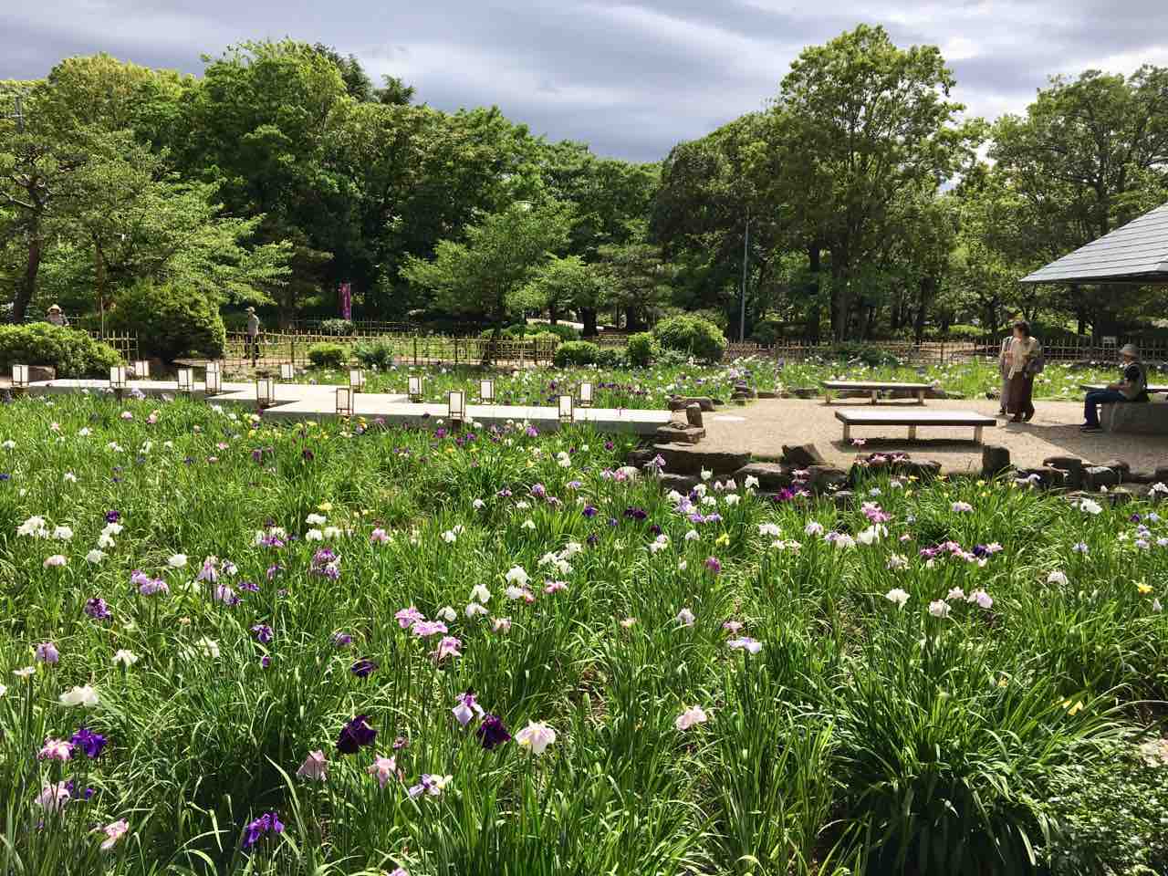 鶴舞公園 花まつり 昭和区 日本人が創り出した和の花 花菖蒲 年を刻む 年輪