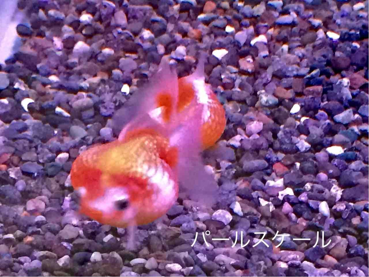 弥富の金魚 弥富市 金魚のまちの歴史資料館で金魚を楽しむ 年を刻む 年輪 弥富の金魚 弥富市 金魚のまちの歴史資料館で金魚を楽しむ 年を刻む 年輪