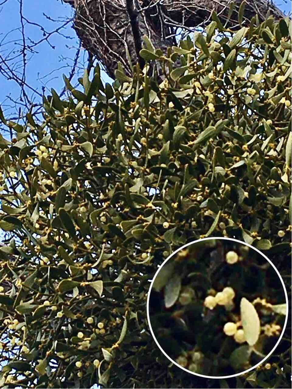 ヤドリギ 宿り木 落葉樹に宿る常緑低木樹 半寄生植物 年を刻む 年輪 ヤドリギ 宿り木 落葉樹に宿る常緑低木樹 半寄生植物 年を刻む 年輪