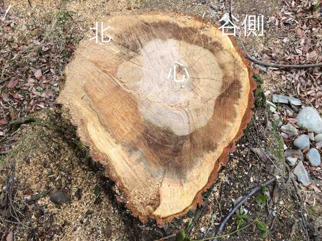樹木の切り株 樹木の成長記録を見る 年を刻む 年輪 樹木の切り株 樹木の成長記録を見る 年を刻む 年輪