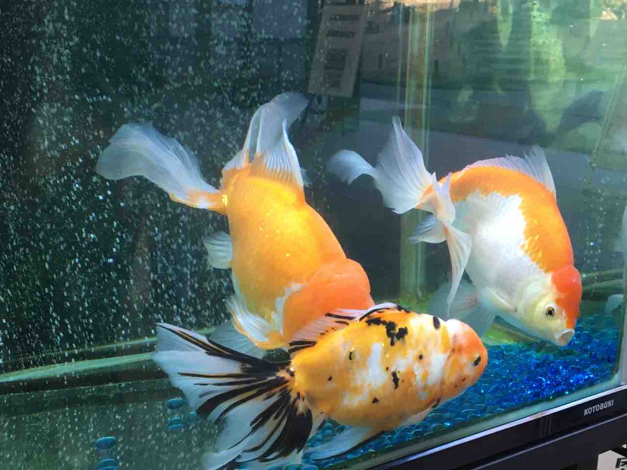 ぎふ清流里山公園のでか金 美濃加茂市 泳ぐ姿が優雅で迫力満点 年を刻む 年輪