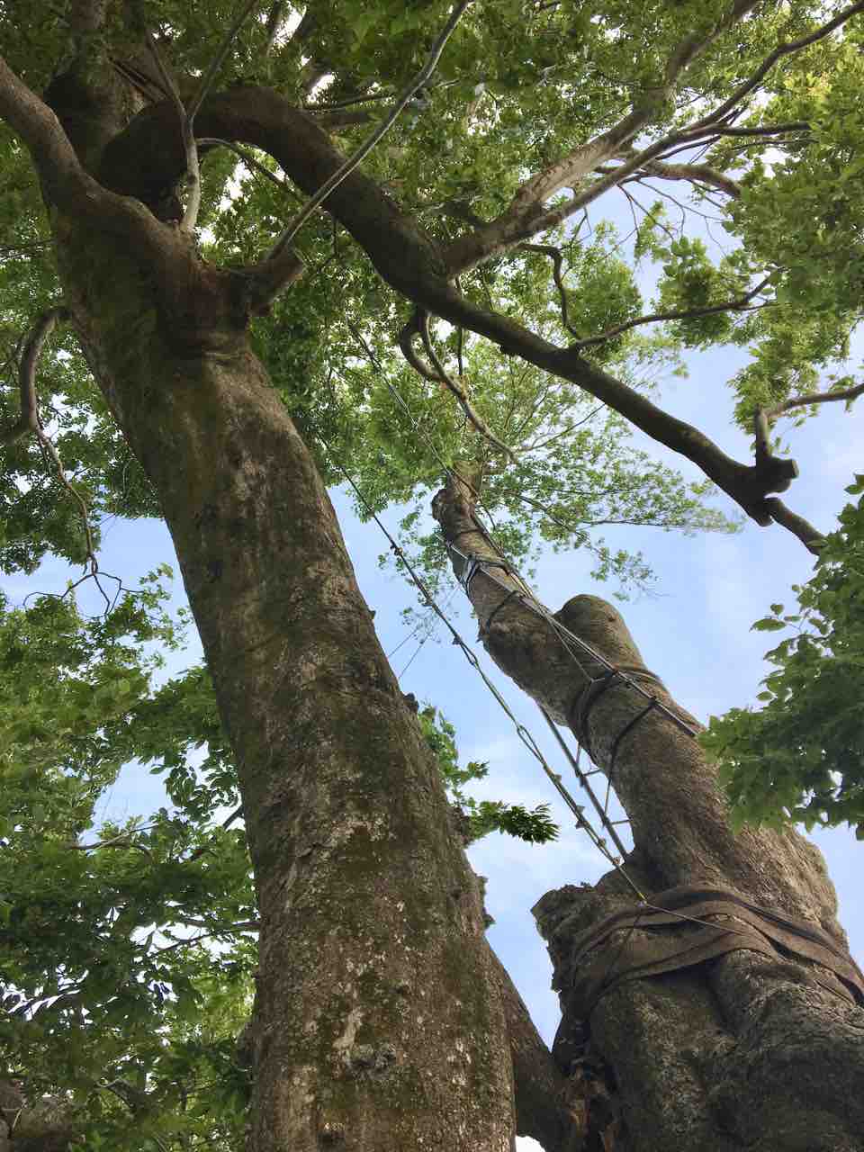 No 49川合のムクノキ 美濃加茂市 合体木エノキに支えられる巨樹 年輪 Since1956