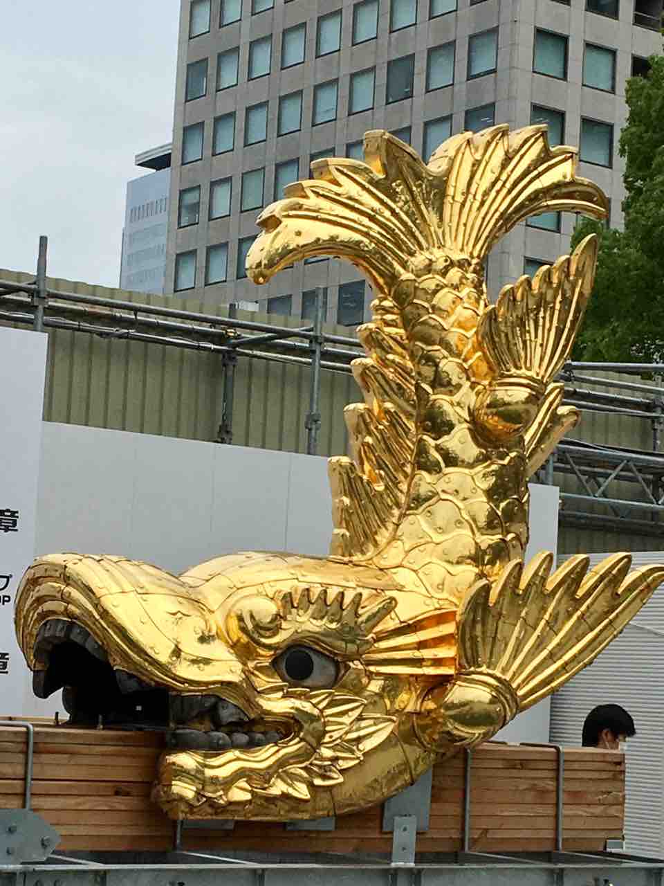 名古屋城金シャチ降臨 金色に輝くシャチホコを間近で観る 触れる 年を刻む 年輪 名古屋城金シャチ降臨 金色に輝くシャチホコを間近で観る 触れる 年を刻む 年輪