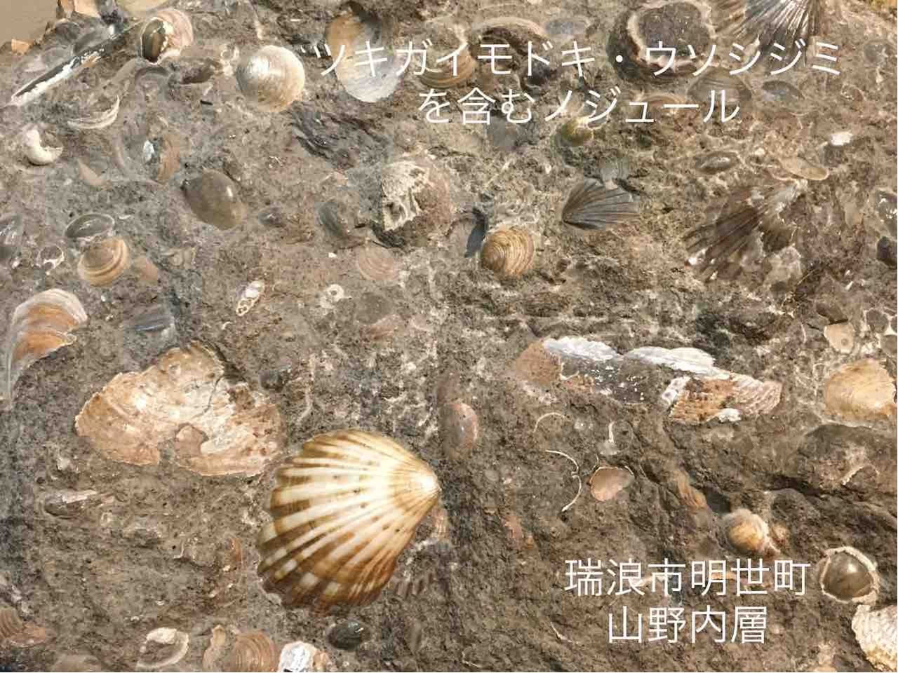 母岩は最高に硬く重いノジュール】 化石 二枚貝 日本 岐阜県 瑞浪産 国産