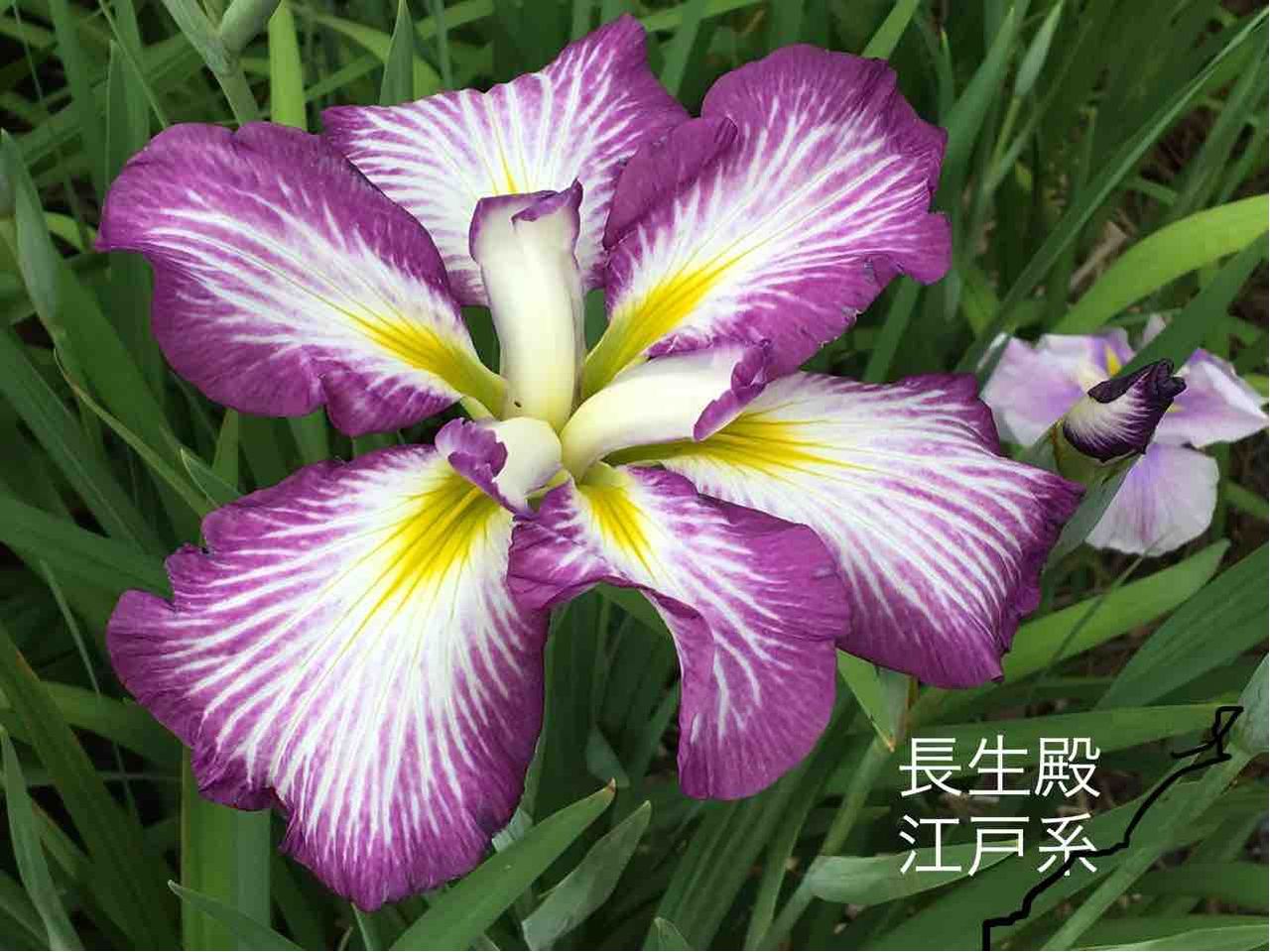 鶴舞公園 花まつり 昭和区 日本人が創り出した和の花 花菖蒲 年を刻む 年輪 鶴舞公園 花まつり 昭和区 日本人が創り出した和の花 花菖蒲 年を刻む 年輪