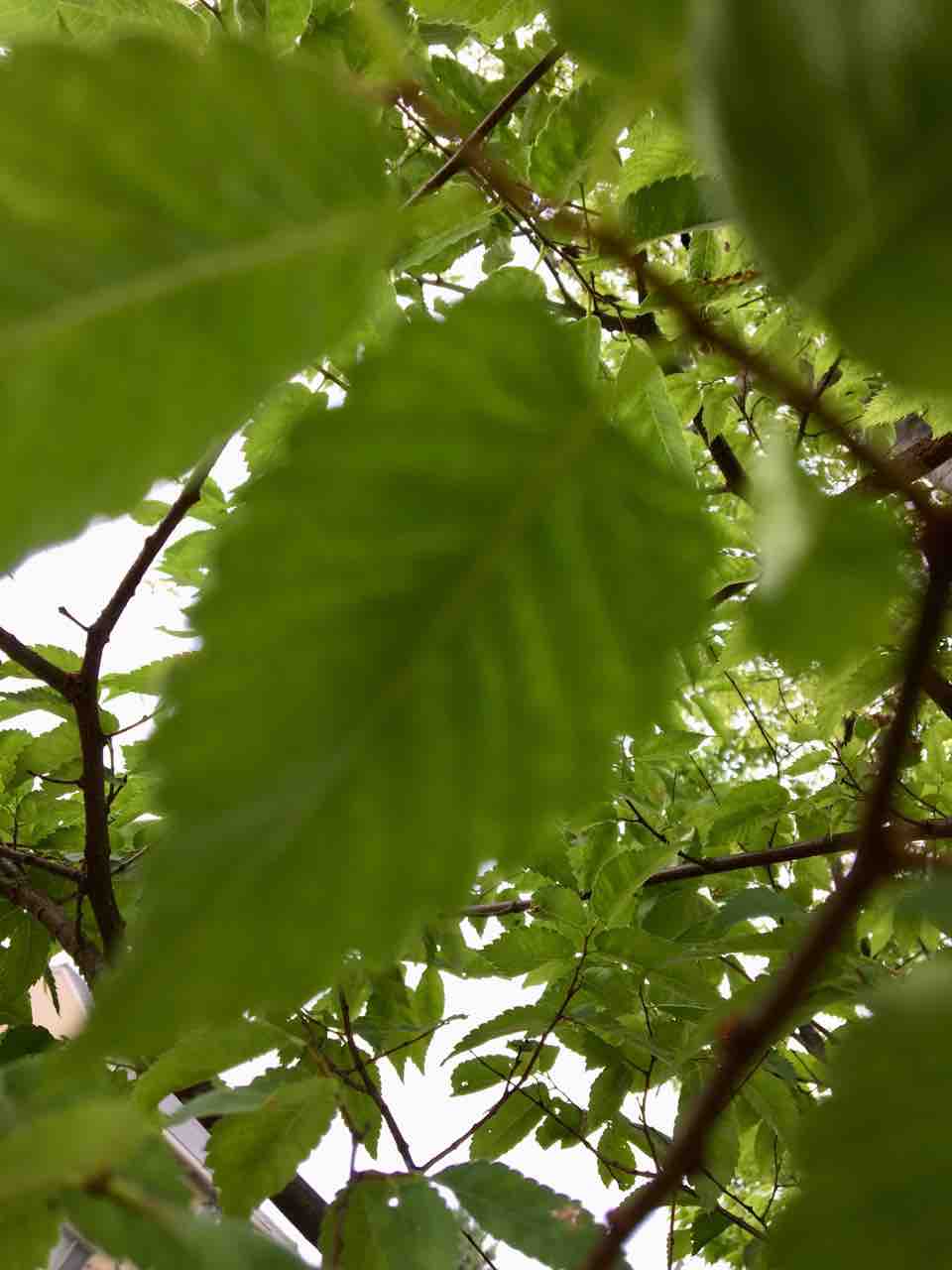 No 50国津神社のケヤキ 津市美杉町 幹を支える巨大な根回り 圧巻 年輪 Since1956