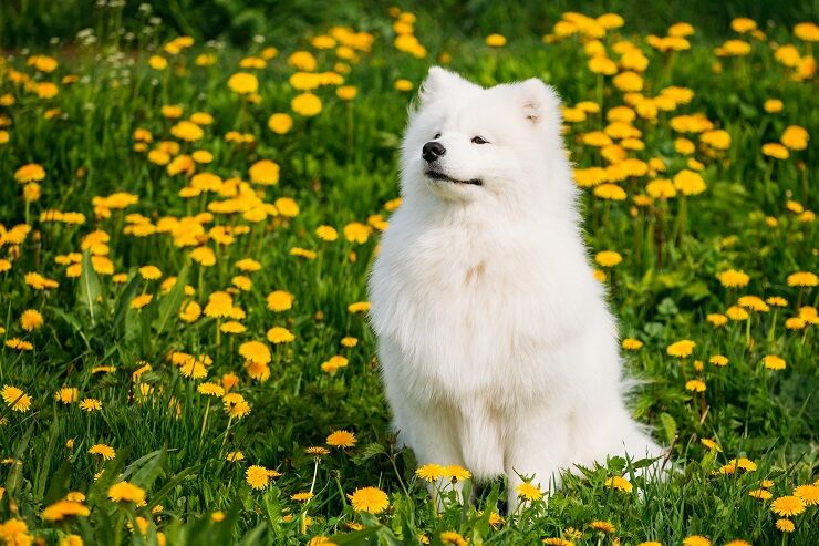真っ白でふさふさしてて大きい犬 なんて名前だっけ なんか サド 佐渡ヶ島みたいな 日刊モフモフ