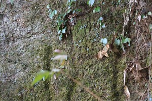 IMG_4251