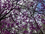 IMG_6173