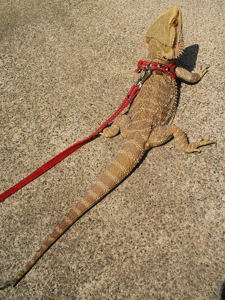 夏休み最終日 プールの時は 日光浴のフトアゴヒゲトカゲ 今日もテキトーに