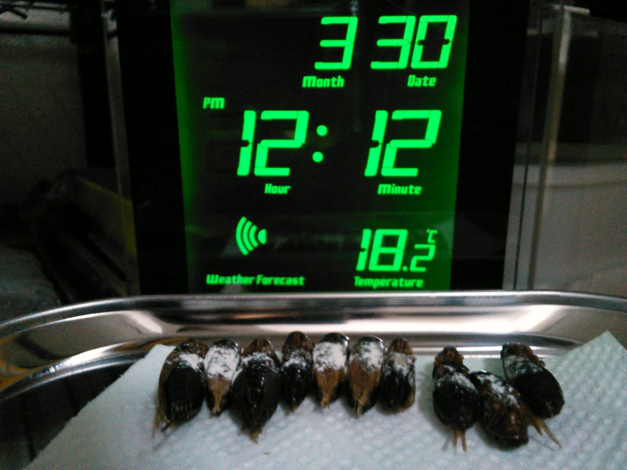 フトアゴヒゲトカゲ 水分補給 今日もテキトーに