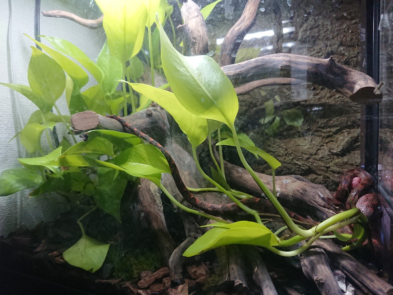植物も 動くって何気にスゴいと思う 今日もテキトーに 植物も 動くって何気にスゴいと思う 今日もテキトーに