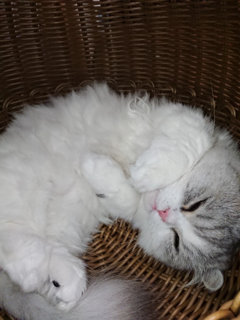 寝てる姿がカワイイ 猫 今日もテキトーに