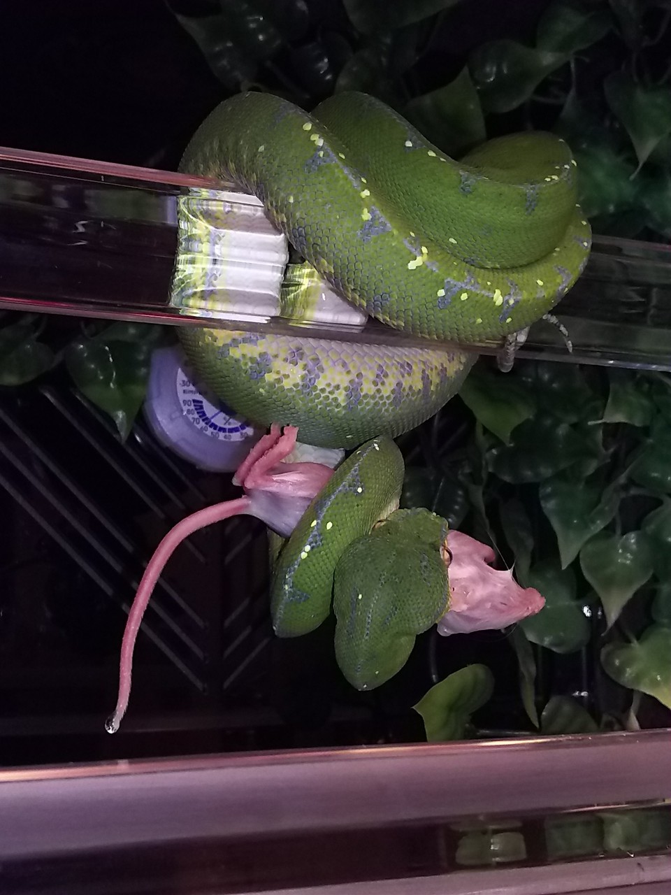 グリーンパイソン マウスロット 今日もテキトーに