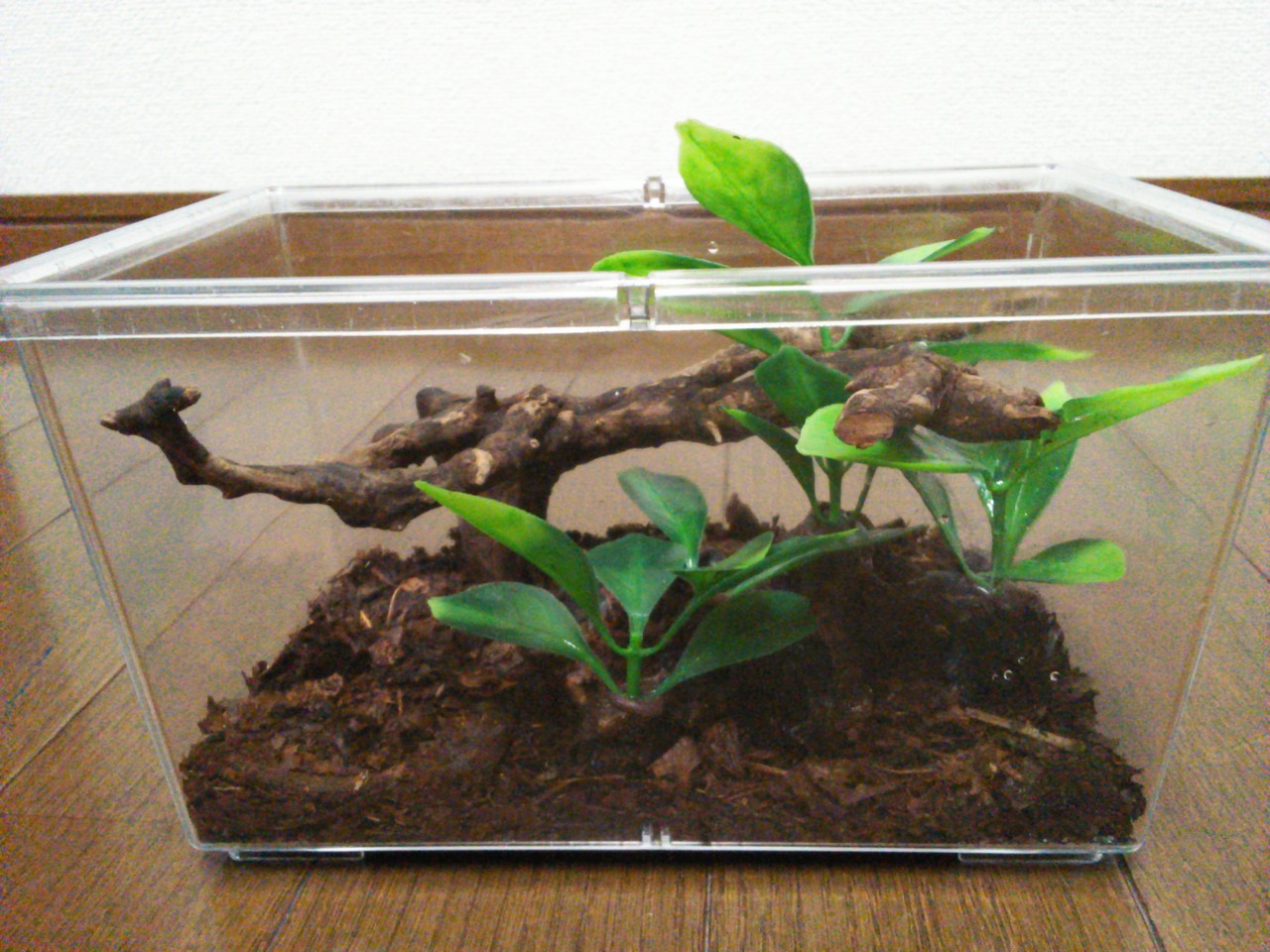 アグリコラクチサケヤモリ 飼育環境 続き 今日もテキトーに