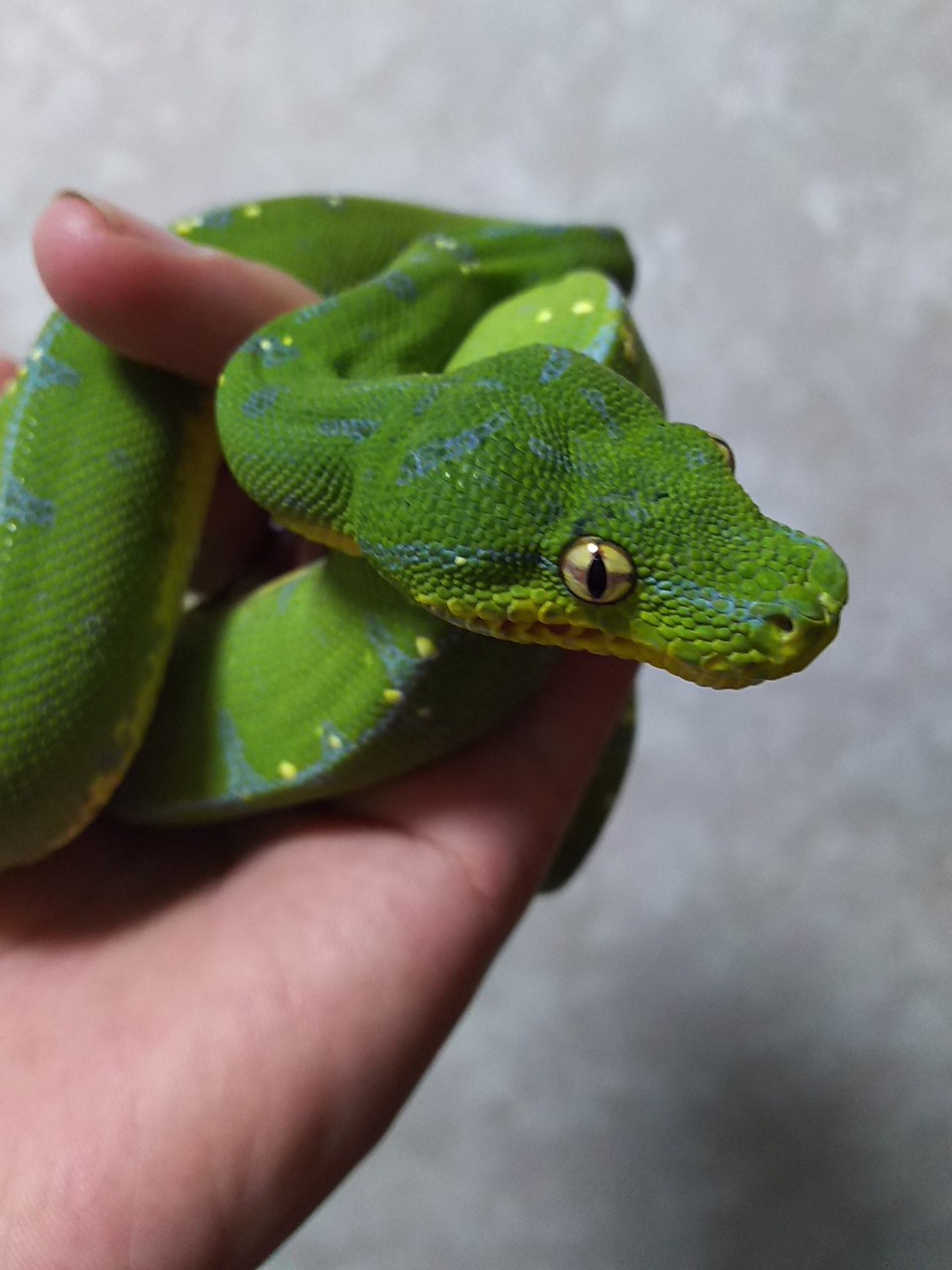 グリーンパイソン 性格 今日もテキトーに