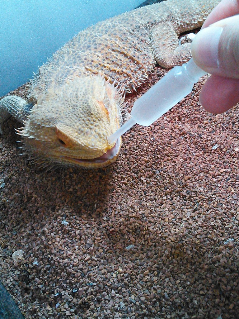 フトアゴヒゲトカゲ 水分補給 今日もテキトーに