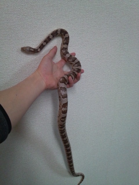 コーンスネーク ペットシーツ交換 今日もテキトーに