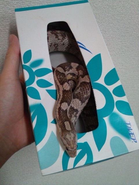 コーンスネーク ペットシーツ交換 今日もテキトーに