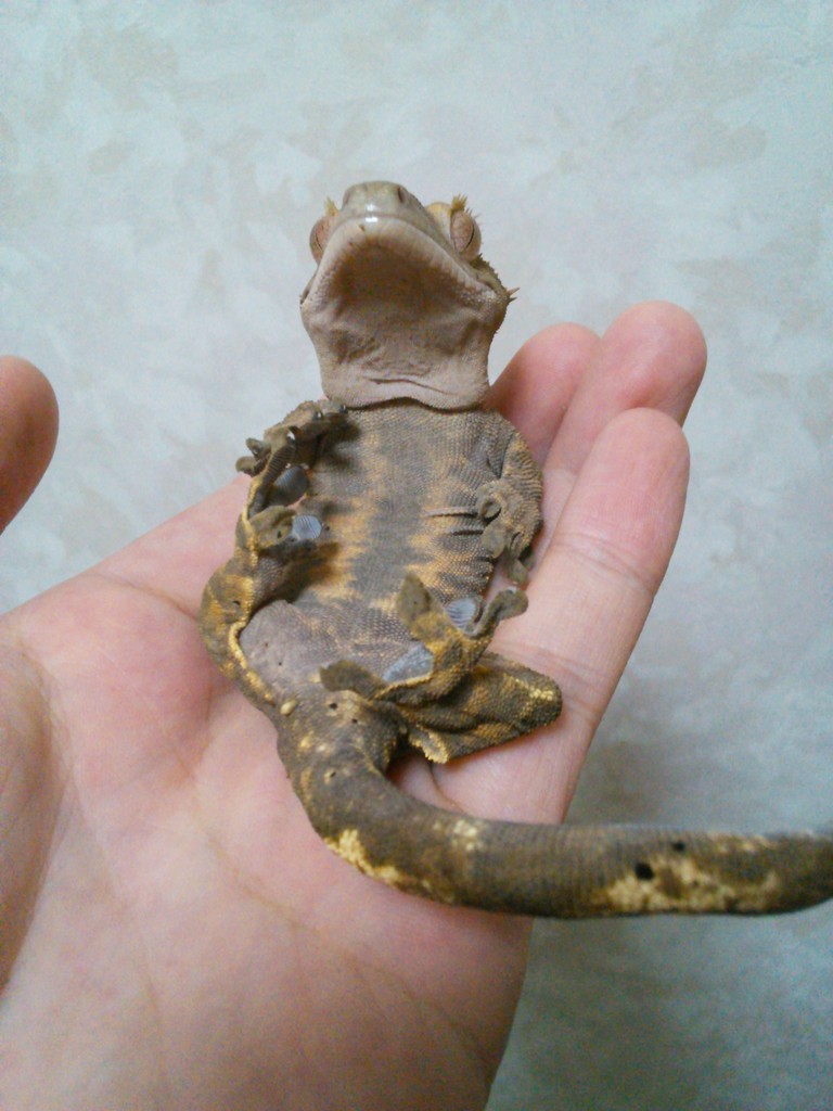 ヒョウモントカゲモドキ ハンドリング マイスターへの道2 今日もテキトーに ヒョウモントカゲモドキ ハンドリング マイスターへの道2 今日もテキトーに