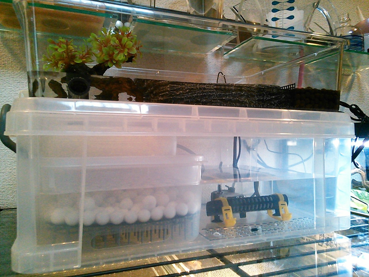 バイパーボア 飼育環境 自作 オーバーフロー水槽 今日もテキトーに
