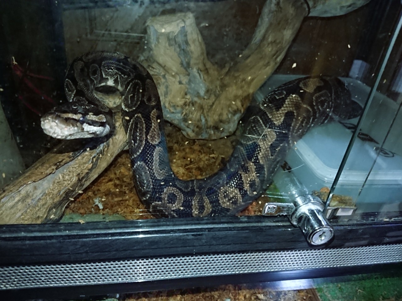 ボールパイソン パネルヒーター稼働 今日もテキトーに ボールパイソン パネルヒーター稼働 今日もテキトーに