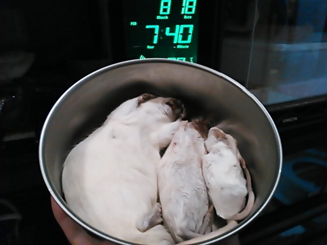 ボールパイソン 餌サイズ ラットｌ 今日もテキトーに