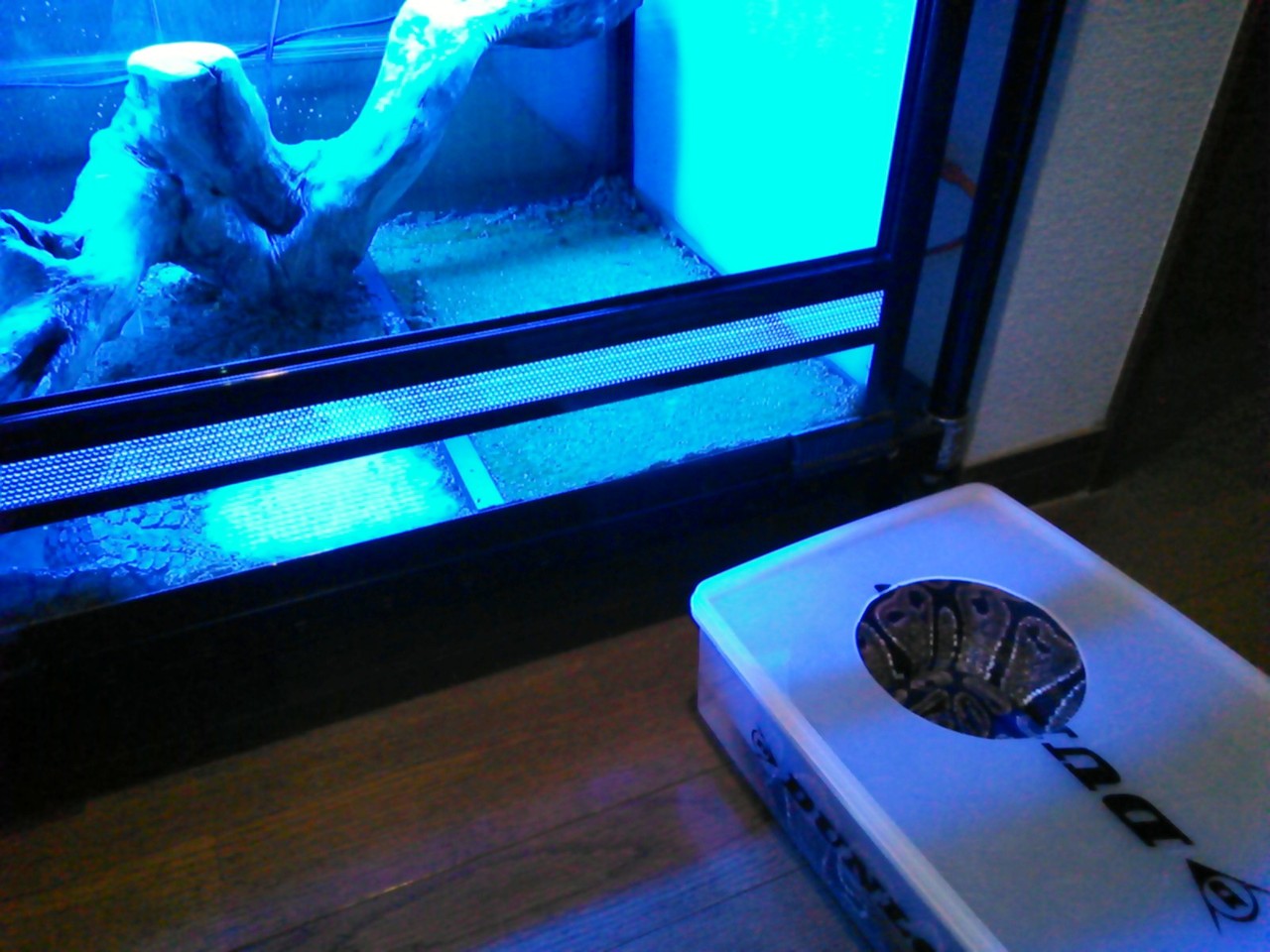 へ こき まし たね あなた