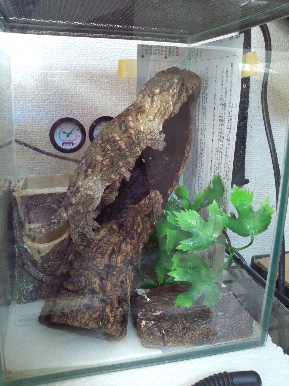 マモノミカドヤモリ ケージサイズ 今日もテキトーに