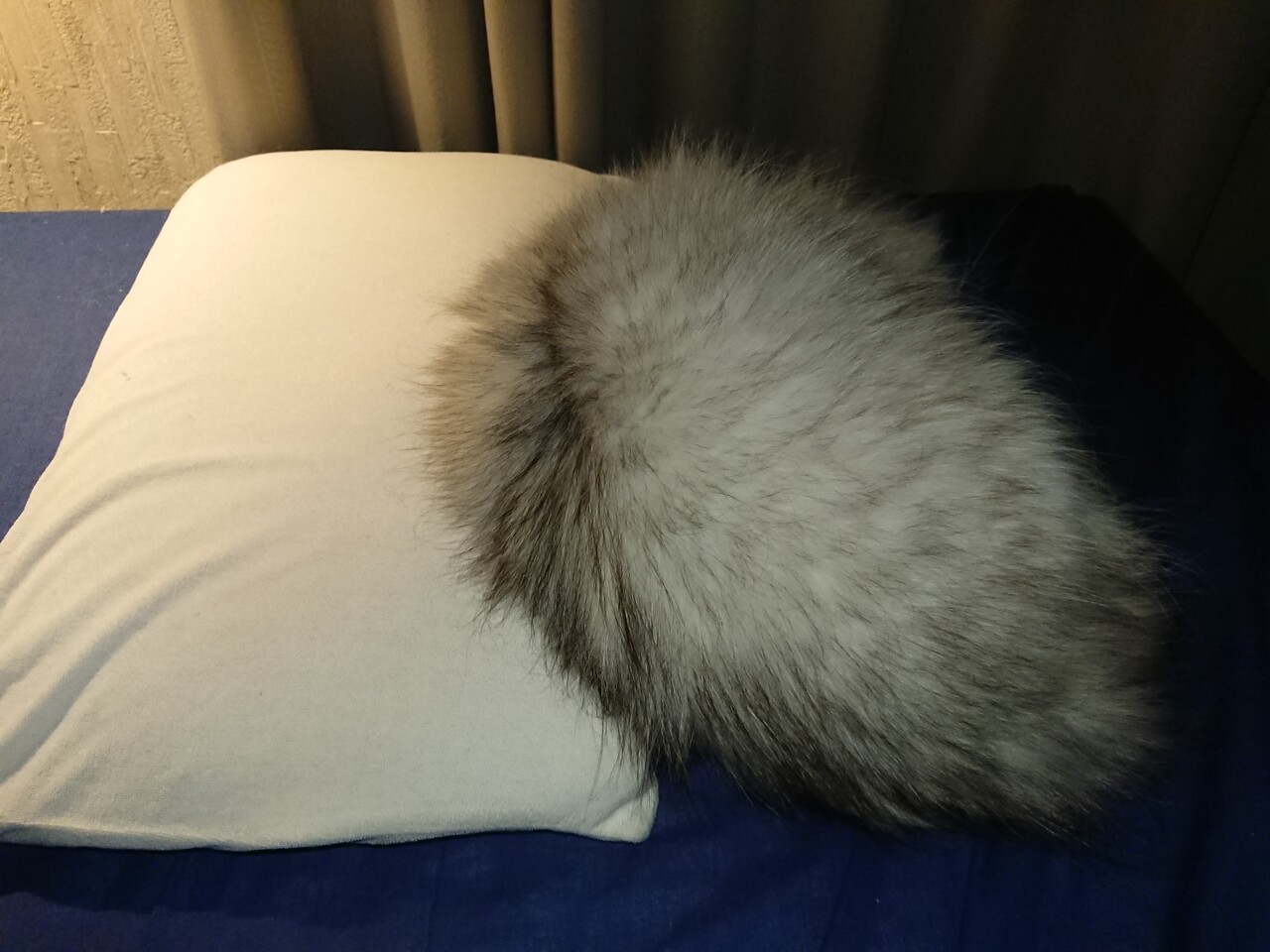 猫 背を向けて寝る 今日もテキトーに