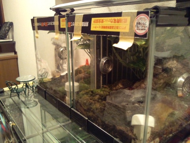 カエルケージ 保温 今日もテキトーに