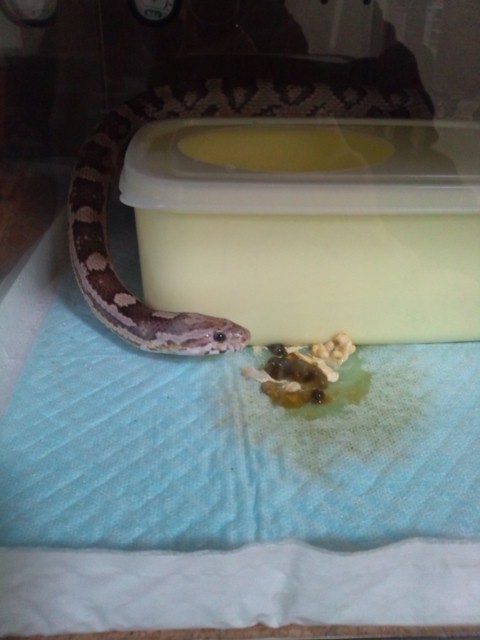 今日もテキトーに コーンスネーク