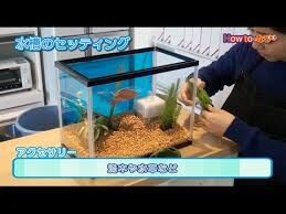 ランナー 男を上げるブログ モテる趣味 アクアリウム 実践編 お家でアクアリウムを楽しもう ランナー 男を上げるブログ モテる趣味 アクアリウム 実践編 お家でアクアリウムを楽しもう