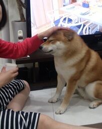 森田誠の愛犬と豊かに6