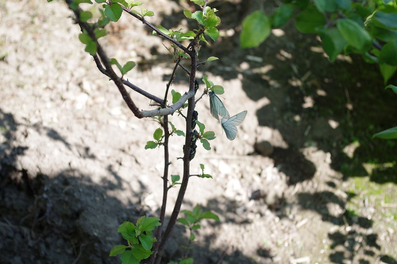 えぞしろちょうの羽化 網走の天文台
