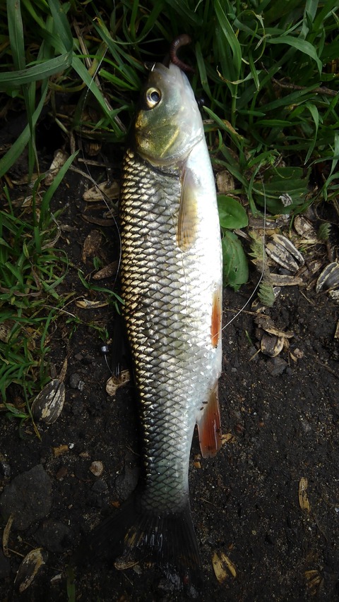 ワンドル川釣り Trotting The Wandle The World Of The Neanderthal のblog