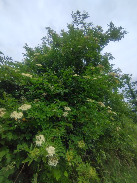 IMG_20220614_101550_HDR