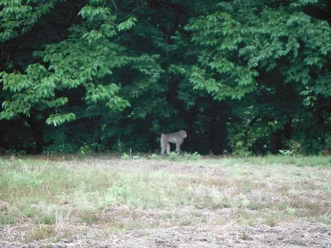 the world of the neanderthal のblog livedoor blog