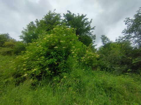 IMG_20220614_101657_HDR