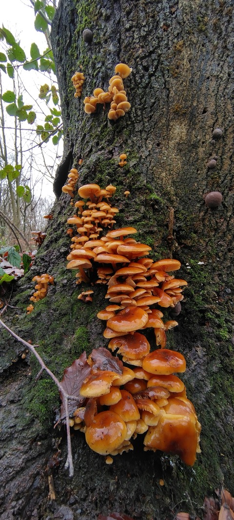 霊芝(古い梅の木、自生のみ)サルノコシカケ厳選短期特別セール中 imgrc0236161407.jpg