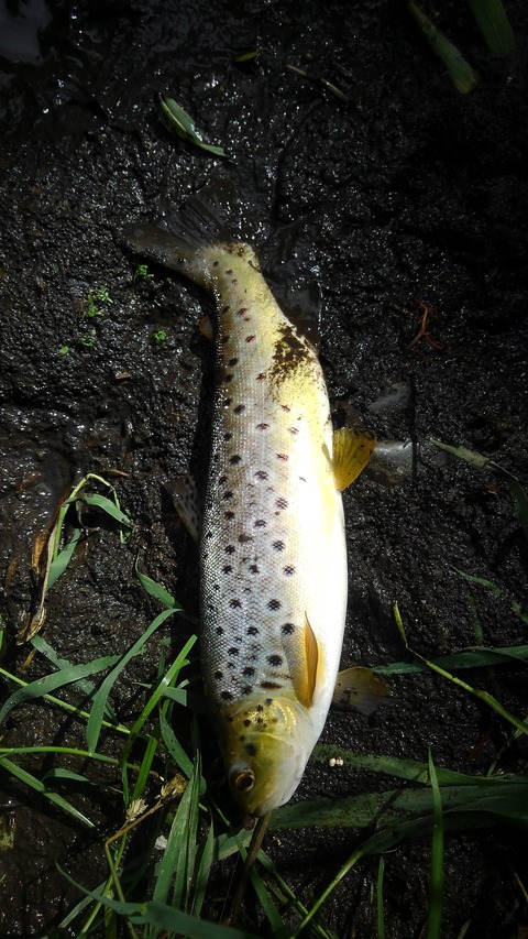 ワンドル川釣り Trotting The Wandle The World Of The Neanderthal のblog