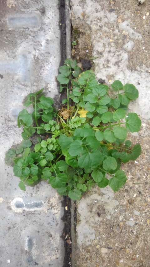 倫敦本草考其之拾九 西洋肝木 採取篇 Foraging London Part Xix Guelder Rose The World Of The Neanderthal のblog
