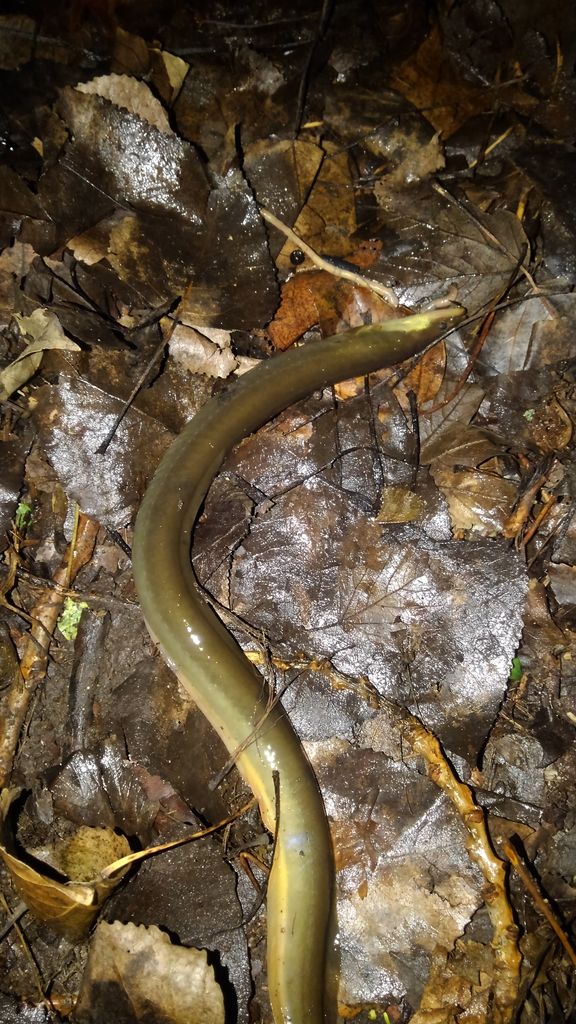 初鰻 ワンドル川 My First Ever Eel On The River Wandle The World Of The Neanderthal のblog