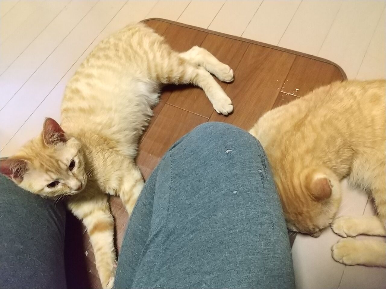 にぃにぃ 仮名 里親さん募集中 チェガげんげん