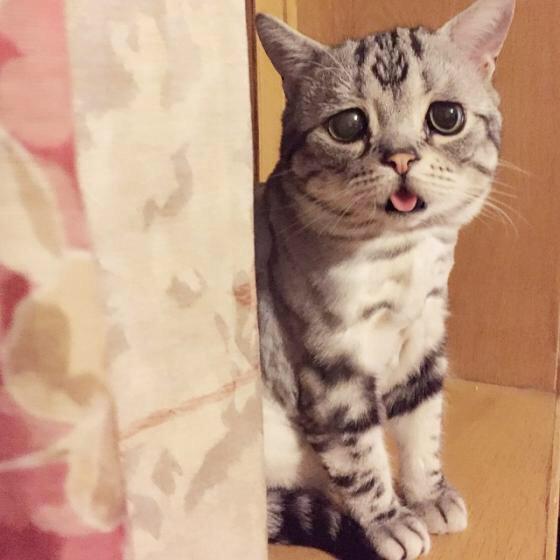 画像】 世界一の困り顔をもつ猫現る : ねこまと