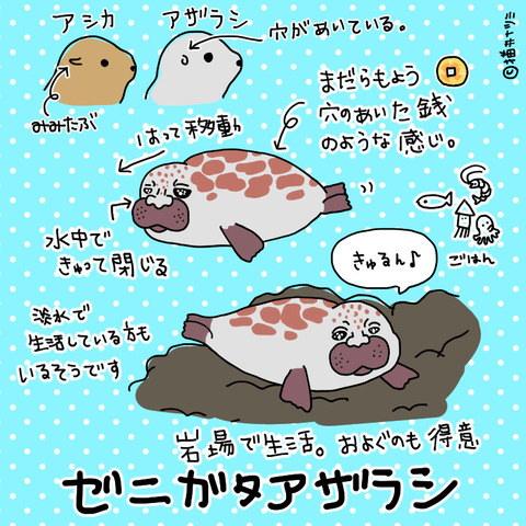 生後2か月で すでにおじさん顔のアザラシってかわいい ねこなつブログ