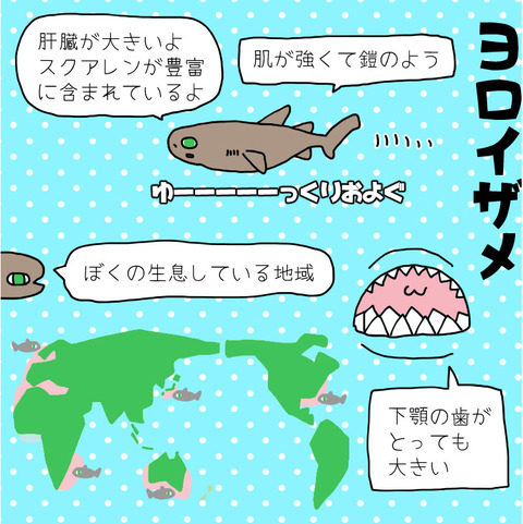 海の変な生き物たち ねこなつブログ