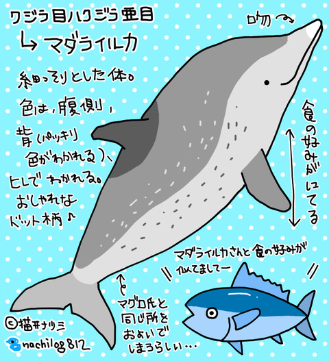 イルカ と クジラ の違いって何 なんとなく分類されている マダライルカまとめ ねこなつブログ