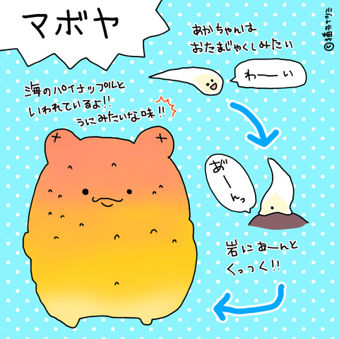 海のパイナップル マボヤちゃんまとめ ねこなつブログ